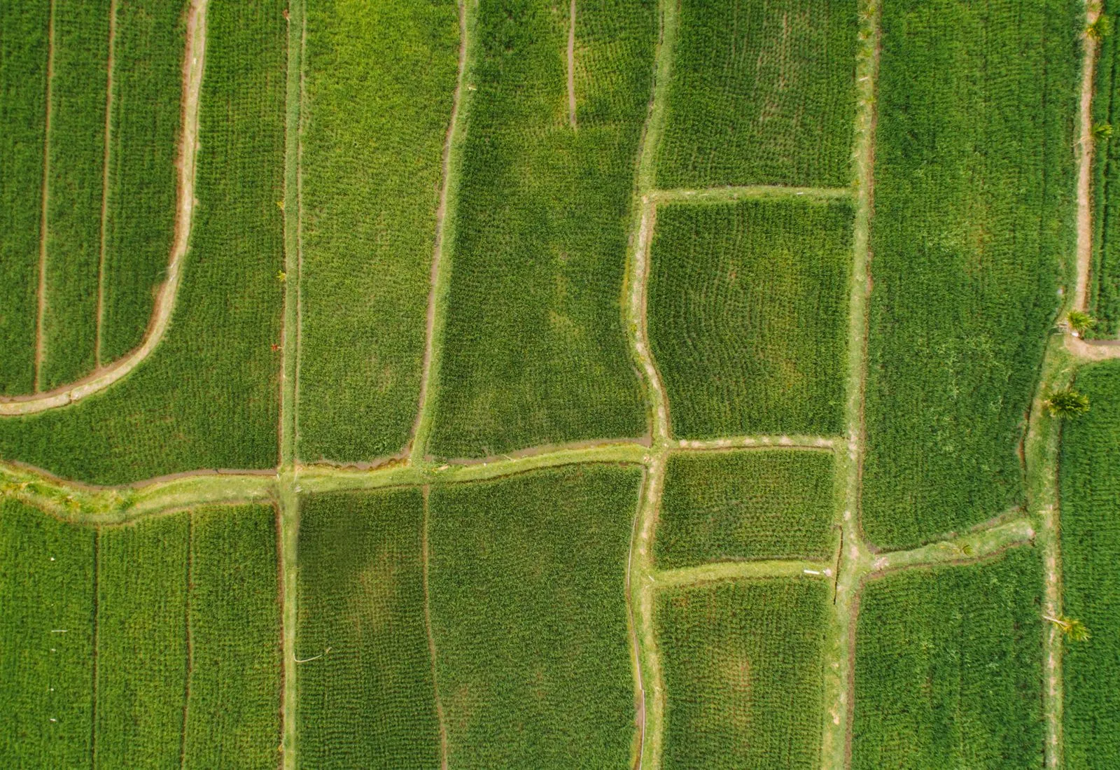 Aerial view of lush green farmland irrigated with Manas Pipes systems