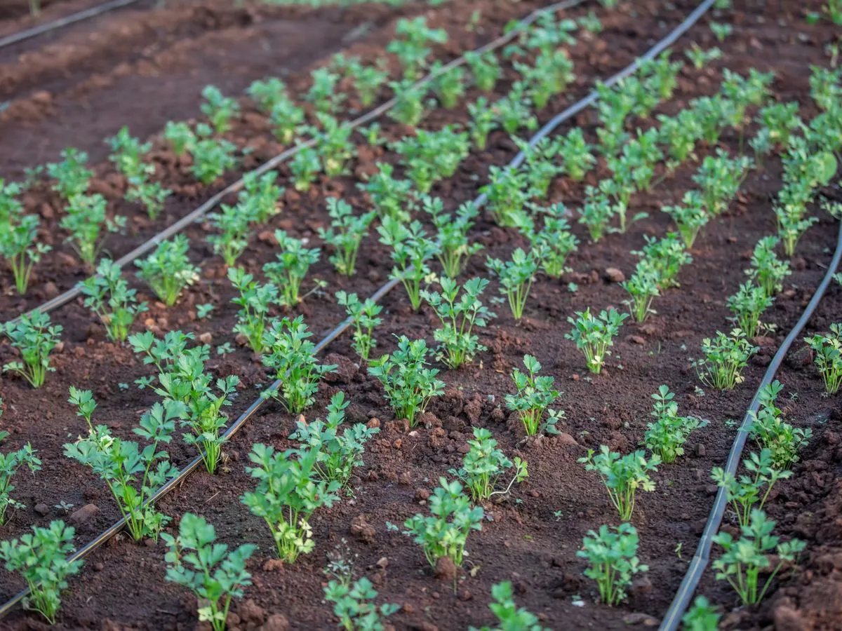 Rows of crops watered by drip irrigation lines in a green field