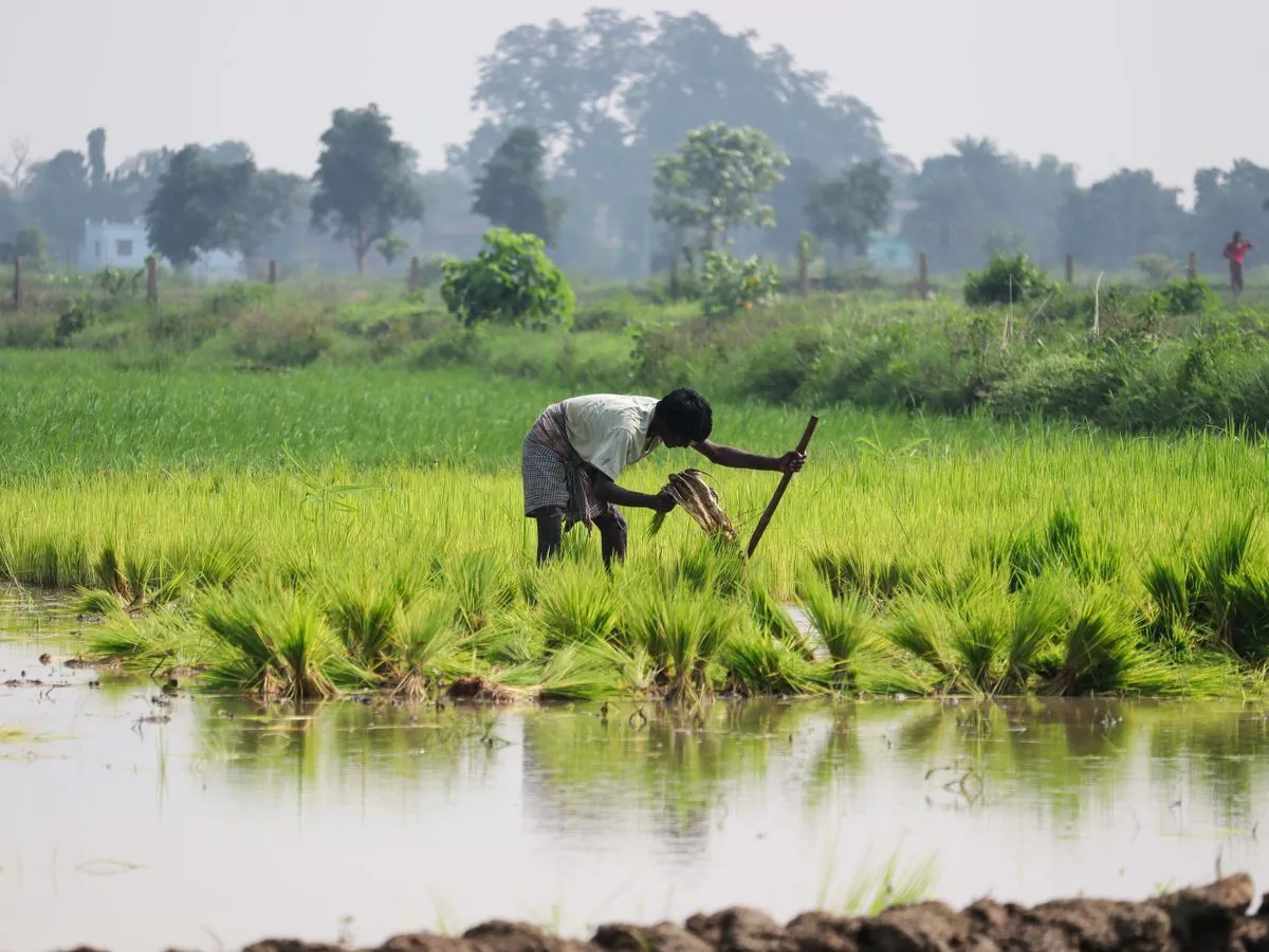 Farmer tending a healthy green field
