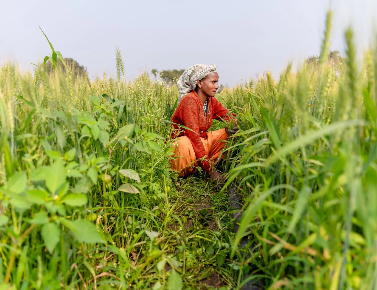 Farmer standing in a healthy green field in India