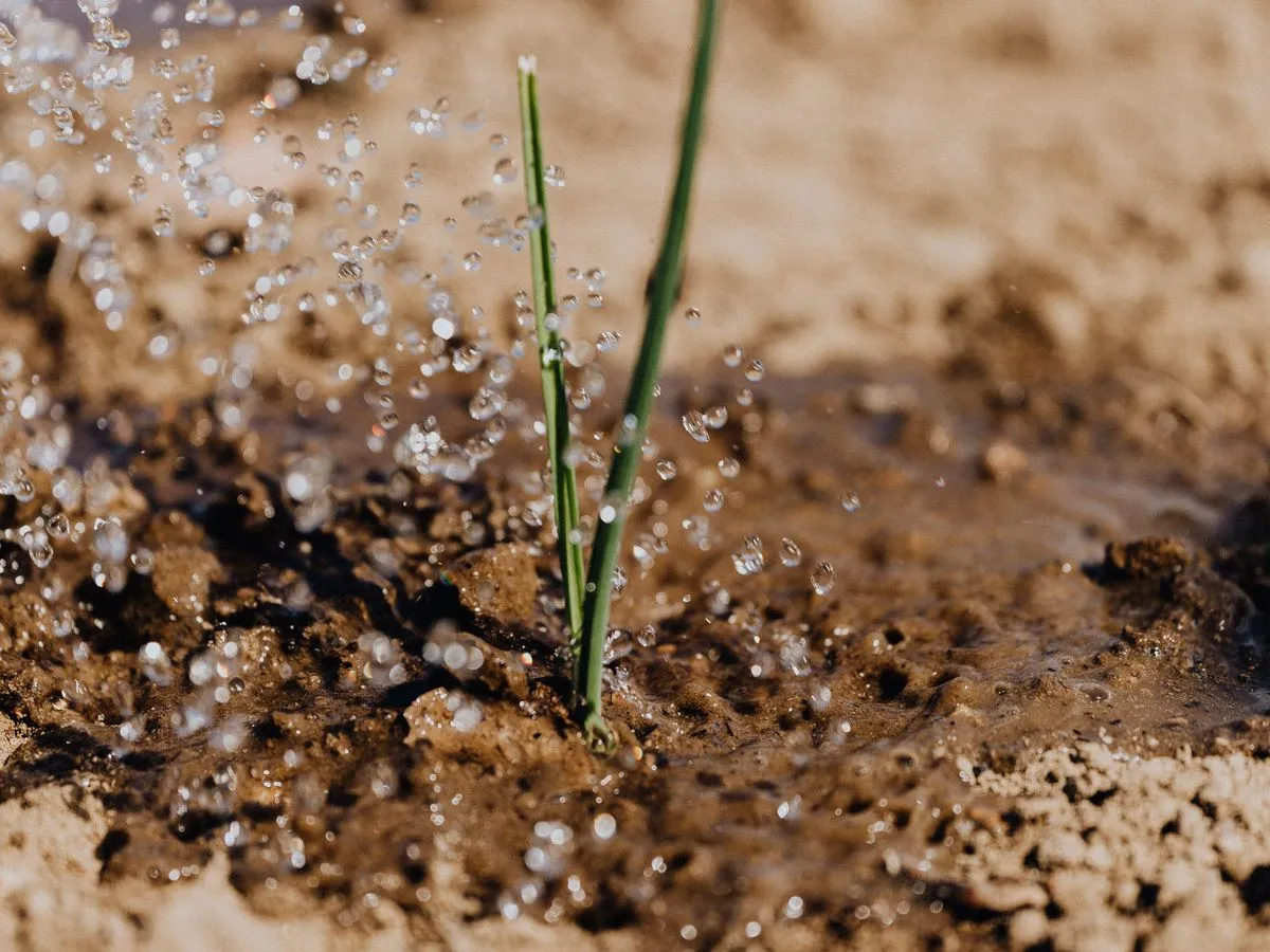 Water droplets nourishing a young plant in tilled soil