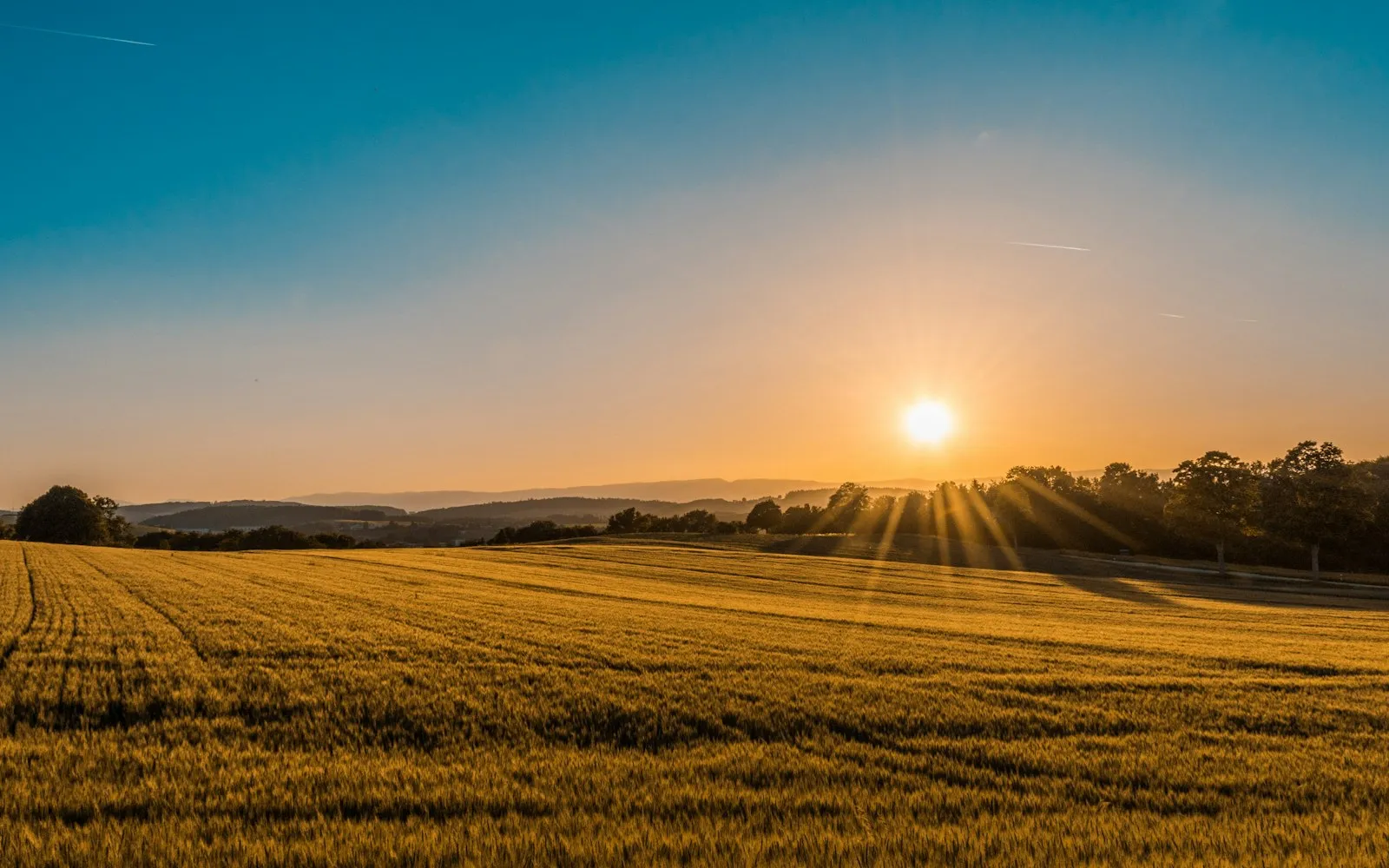 Golden farm field at sunset