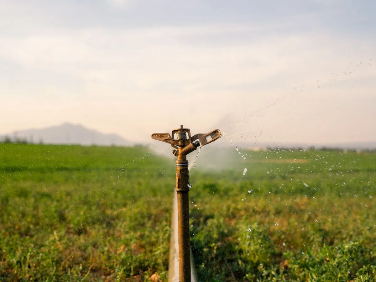 Sprinklers irrigating a lush green farm field